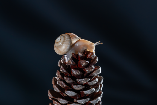 Close-up of a snail on a pine cone, highlighting nature's intricacy under a deep, dark background.