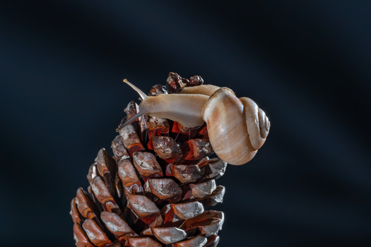 Close-up macro shot of a snail crawling on a pine cone against a dark background.