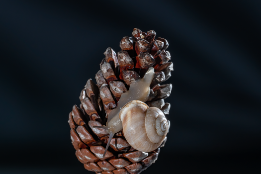 Detailed macro shot of a snail on a pinecone against a dark background, showcasing nature's textures.