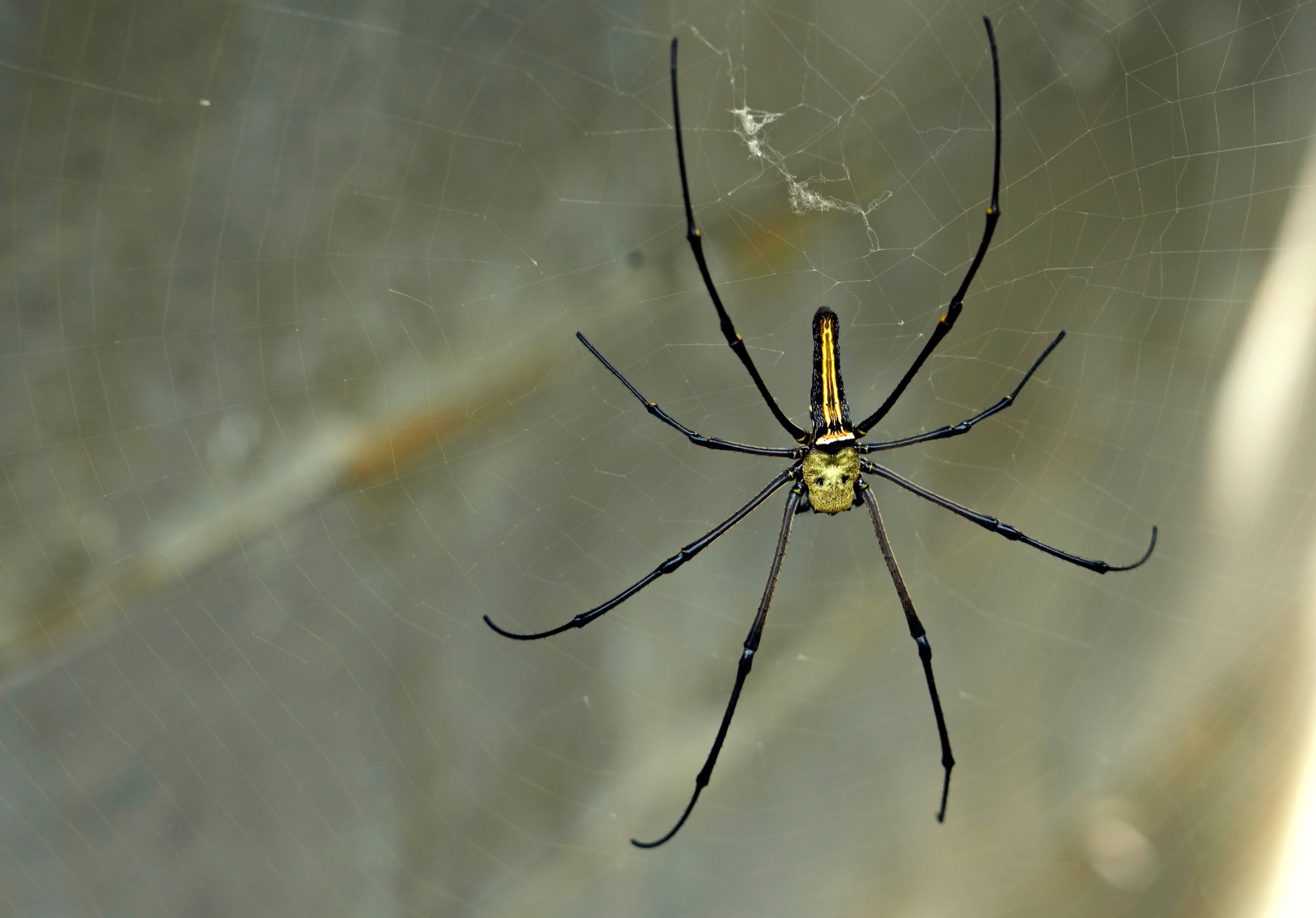 spiders be found bananas