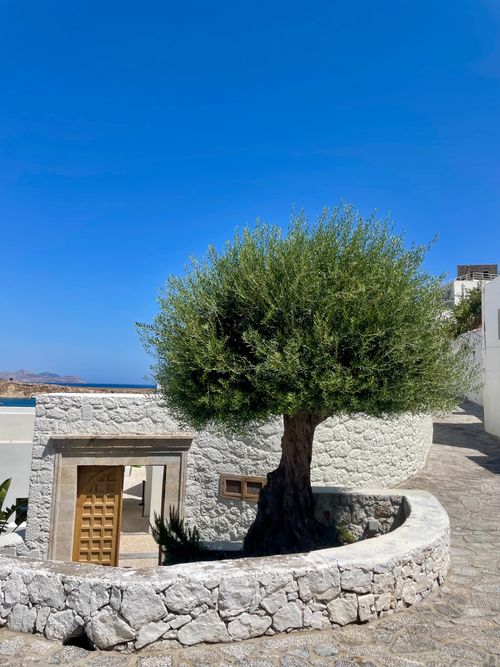 Free Charming stone architecture and olive tree under a clear blue sky in Lindos. Stock Photo