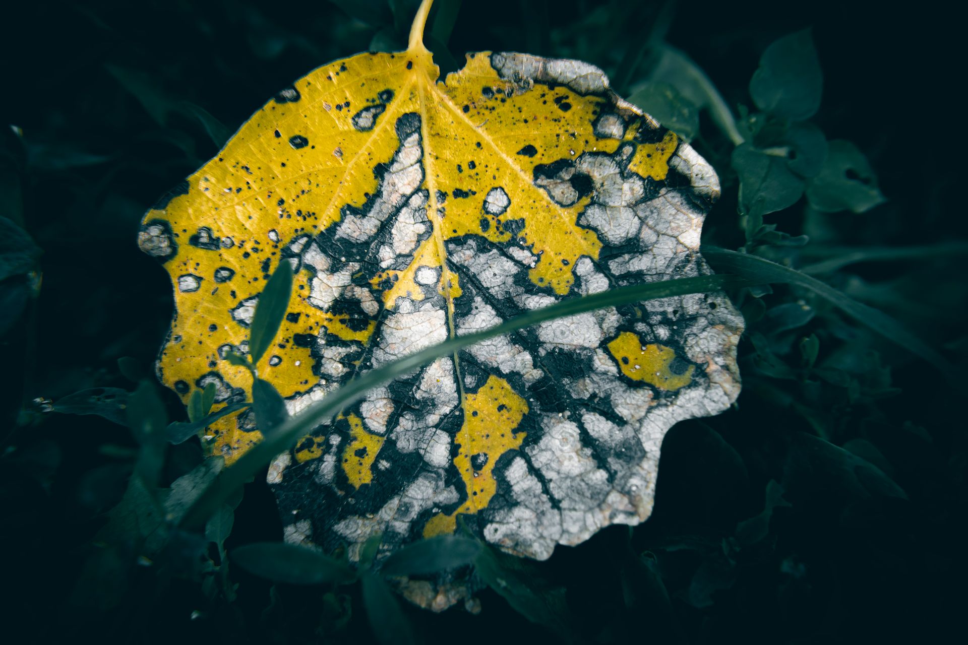 A close up of a dry yellow autumn Grey Poplar leaf in the grass