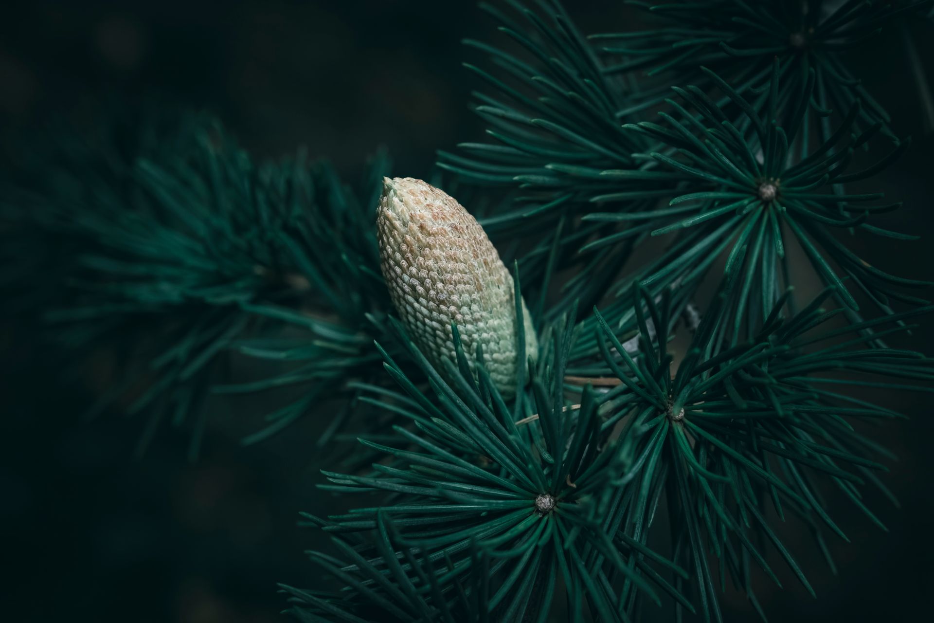A close up of a young green cone and needles of a Blue Atlas Cedar