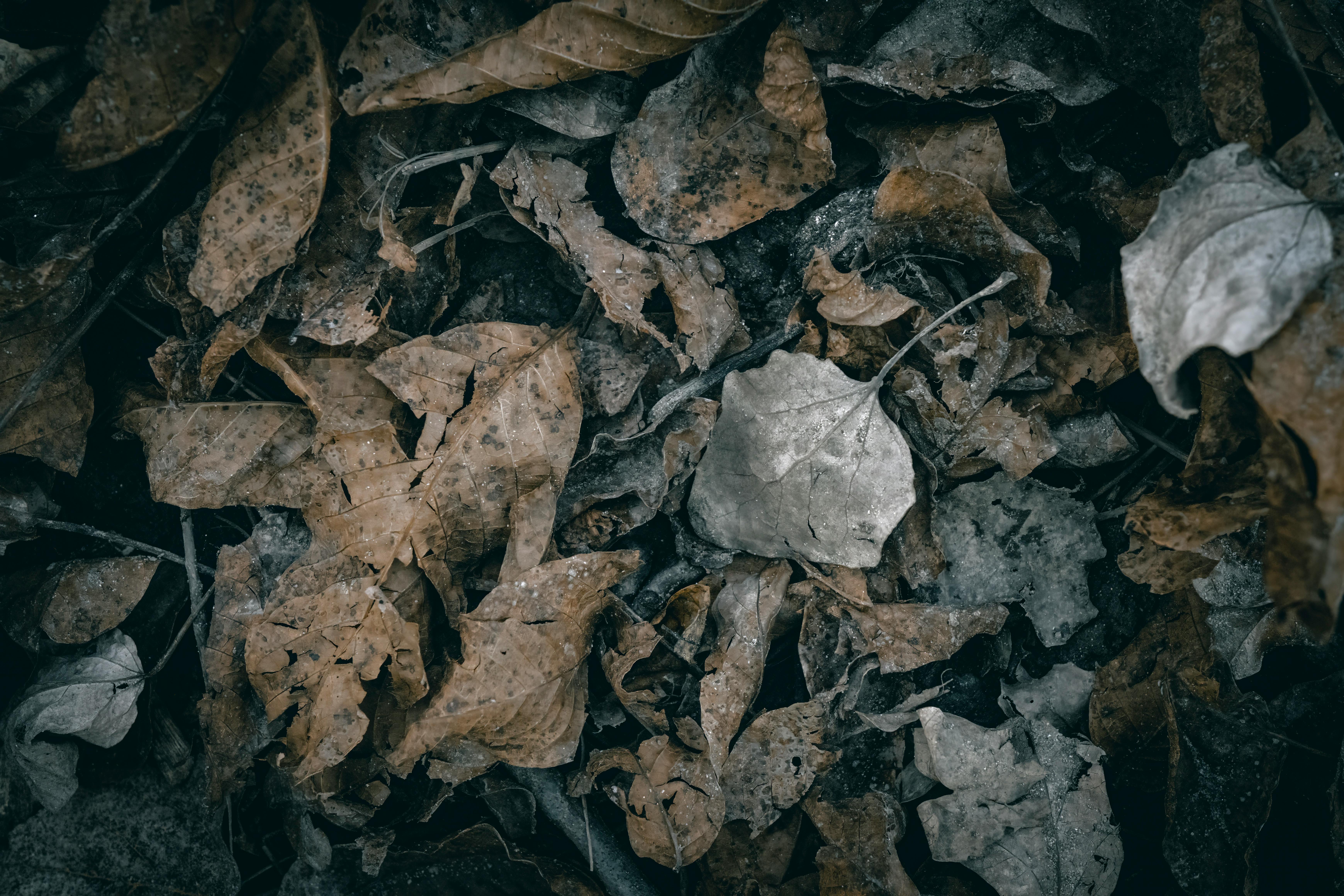 Free Dry Autumn leaves on the forest floor Stock Photo