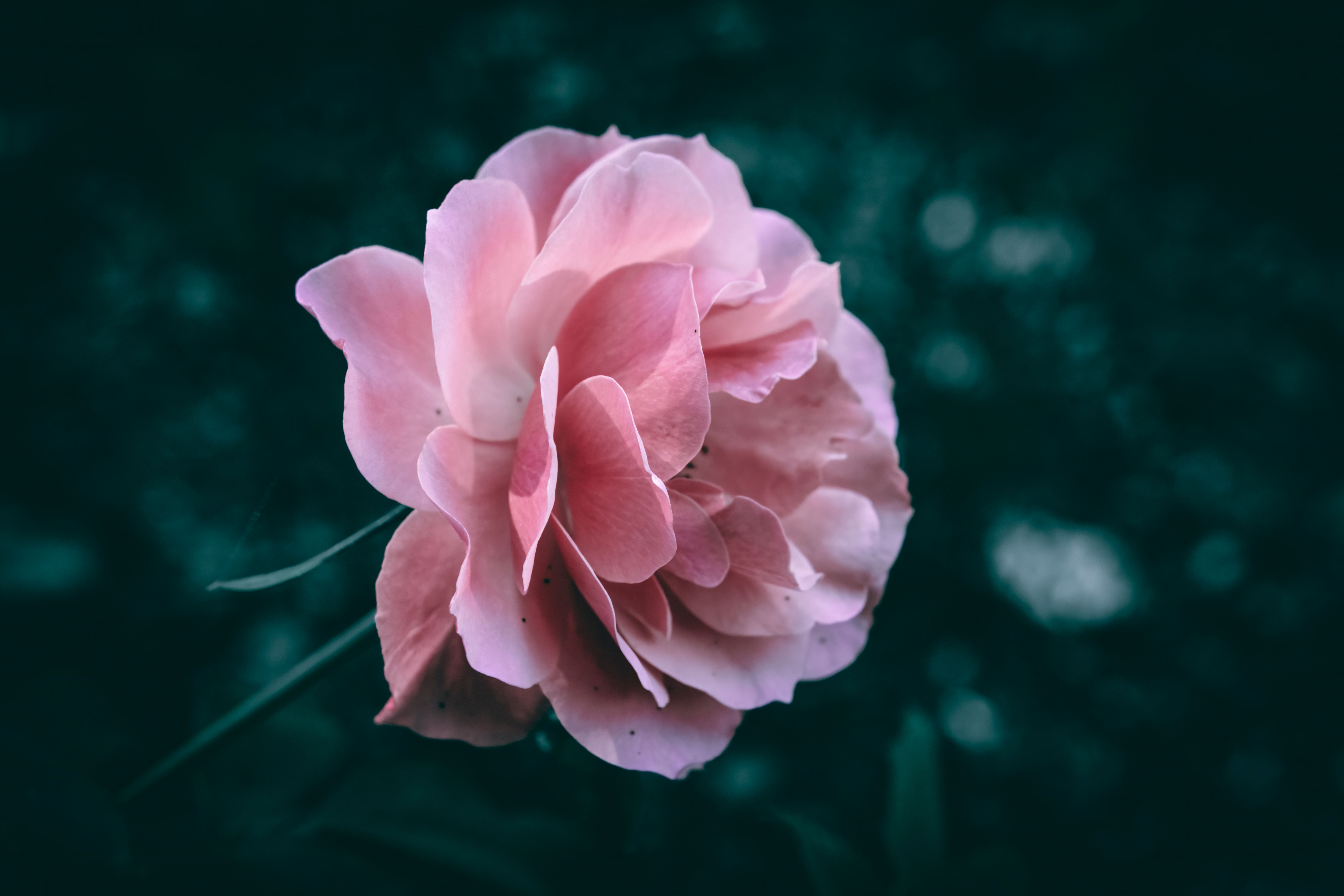 Soft pink bouquet