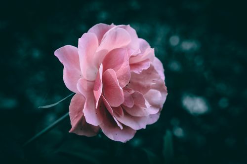 Free A vibrant pink rose in full bloom with soft petals, set against a dark background for dramatic effect. Stock Photo