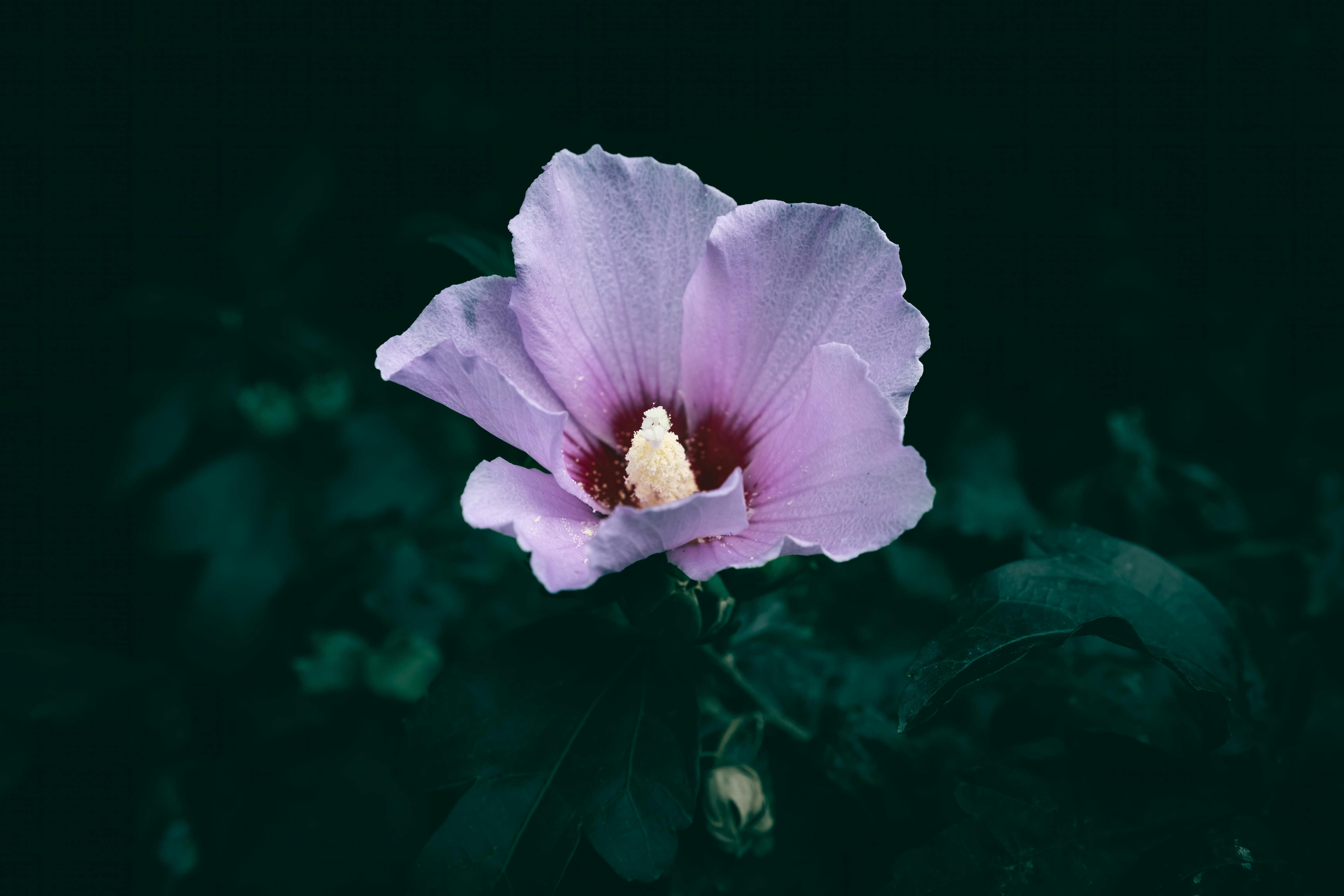 Close-up of a vibrant purple hibiscus flower blooming in a garden, showcasing its delicate petals and lush green leaves.