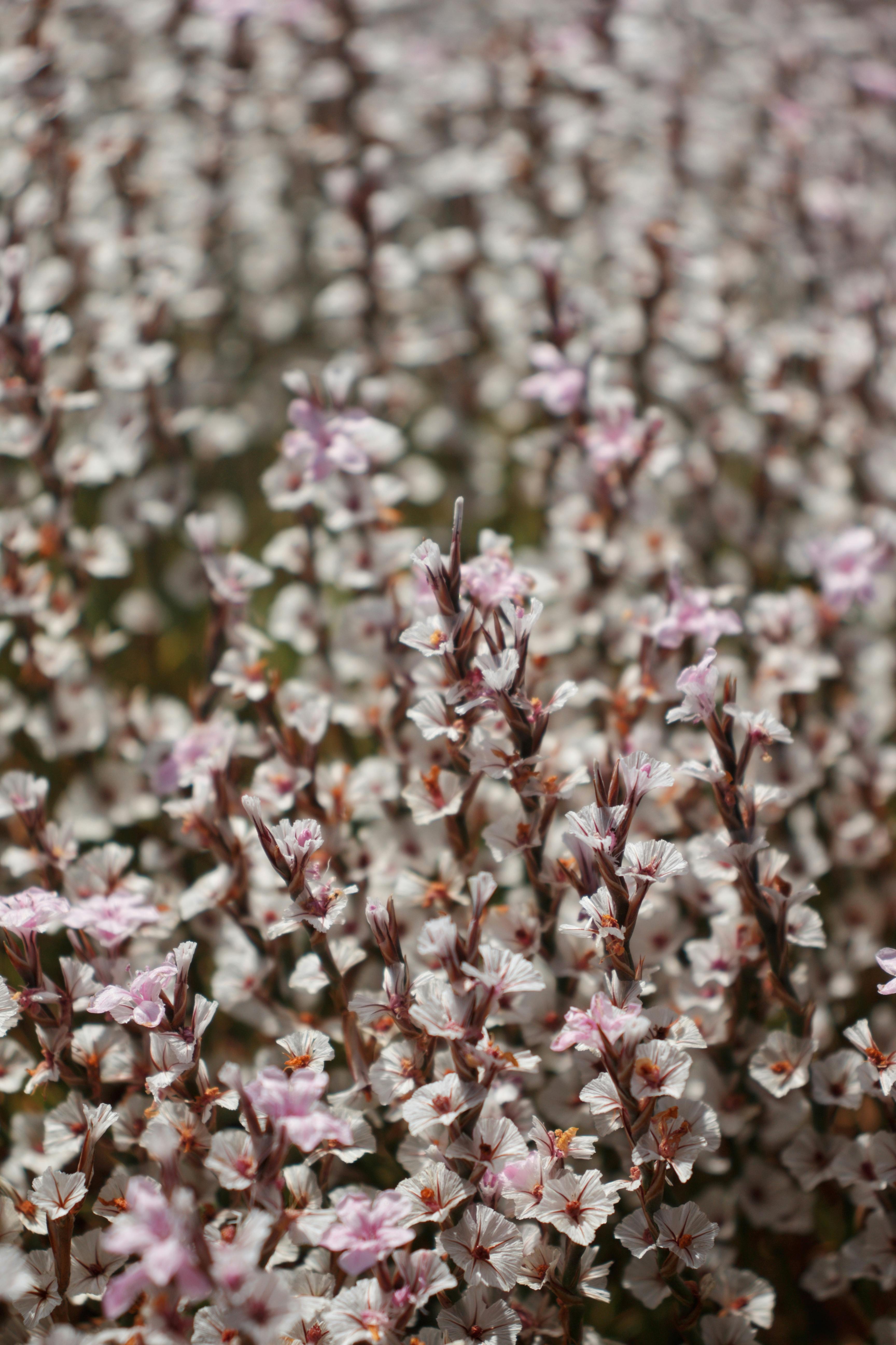 [ColoSach]-close-up-of-a-field-of-light-pink-blossoms-in-spring.-perfect-for-nature-and-floral-themes.
