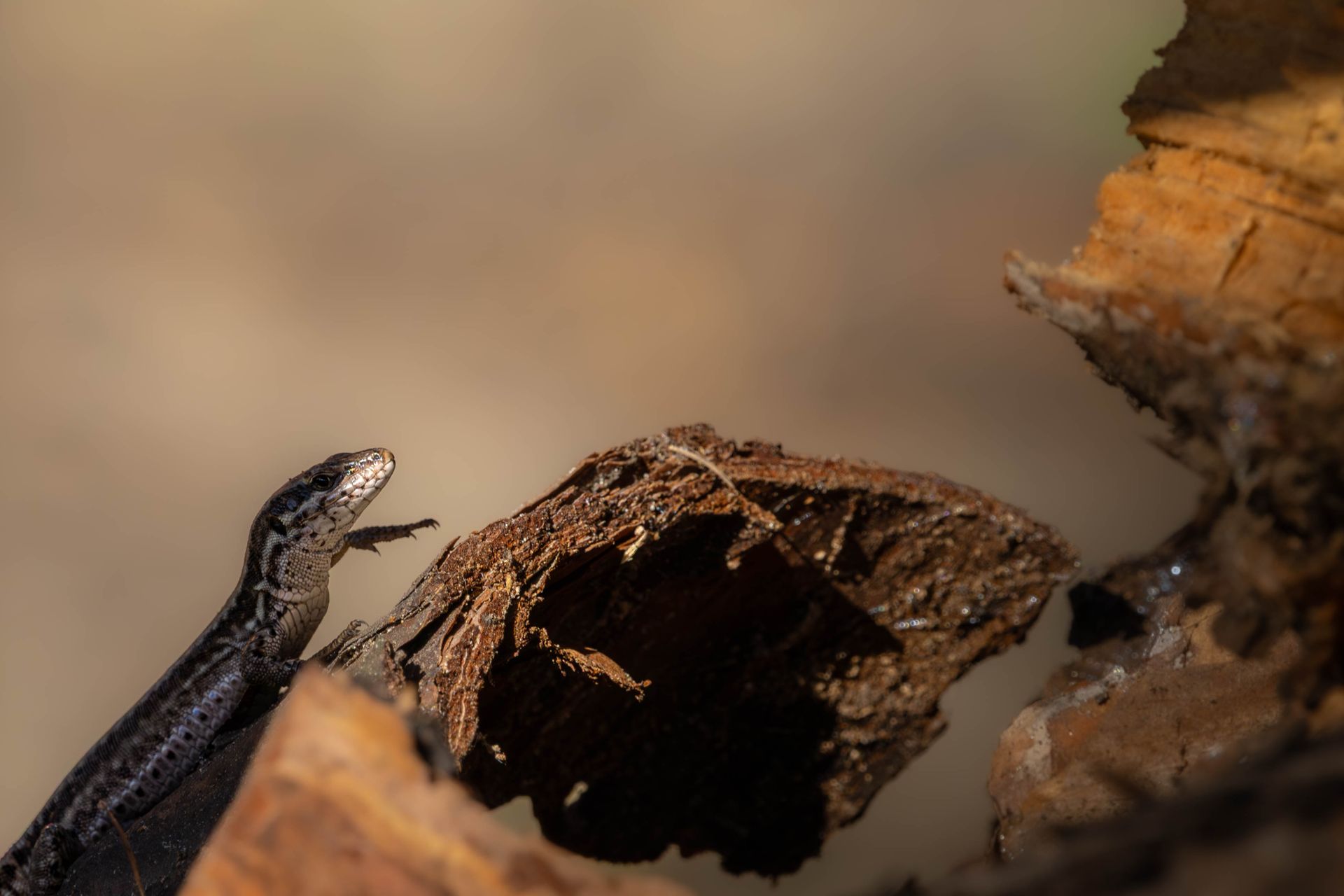 Lizard resting on rough bark with soft sunlight creating a serene natural scene.