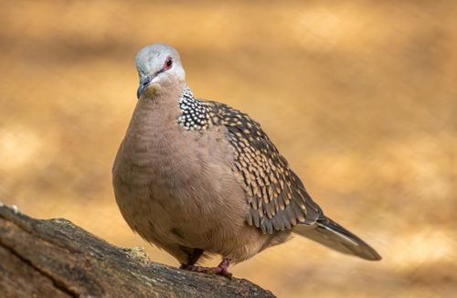 Free Close-up of a Spotted Dove perched on a rock with a blurred warm background. Stock Photo