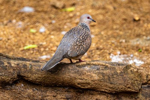 Free A Spotted Dove is seen perched on a tree trunk, showcasing its distinctive plumage. Stock Photo