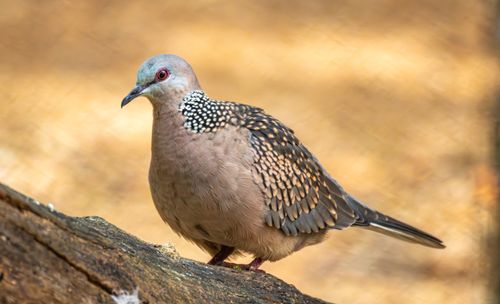 Free Close-up of a spotted dove with distinctive plumage perched on a log outdoors. Stock Photo
