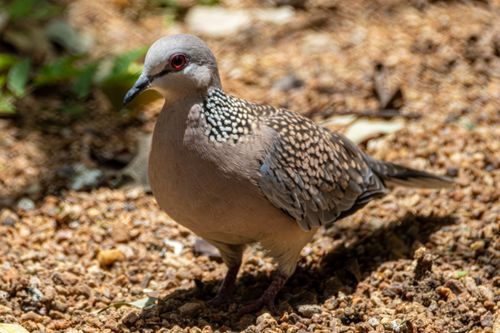 Free Close-up of a Spotted Dove (Spilopelia chinensis) on pebbly ground outdoors. Stock Photo