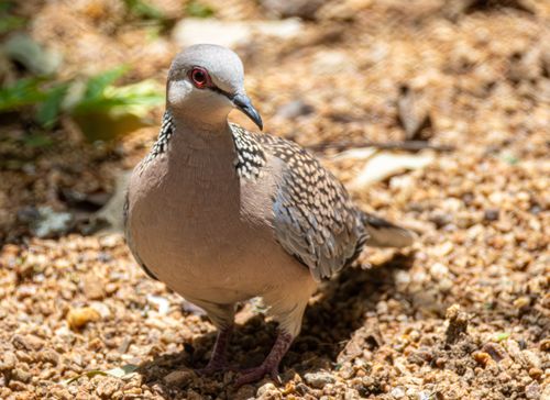 Free A Spotted Dove (Spilopelia chinensis) stands on a gravel path, illuminated by sunlight. Stock Photo