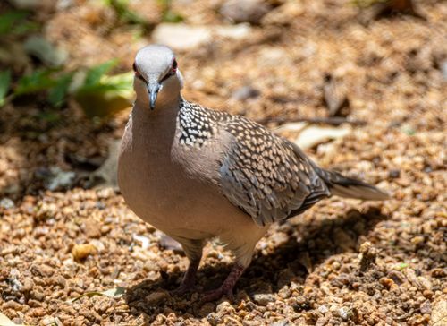 Free Close-up view of a spotted dove standing on a gravel surface outdoors. Stock Photo