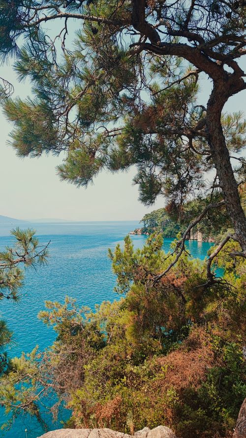 Free Vibrant coastal scene featuring lush pine trees and turquoise waters under a clear sky. Stock Photo