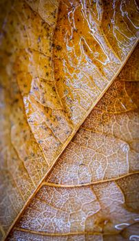 Detailed macro shot of a wet autumn leaf highlighting veins and texture.