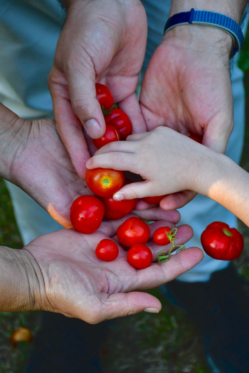 community members harvesting tomatoes together