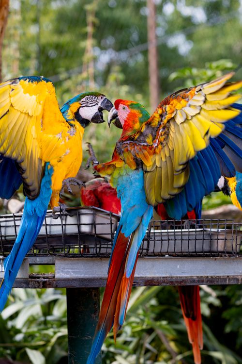 Free Vibrant macaws displaying bright feathers and social behavior outdoors. Stock Photo