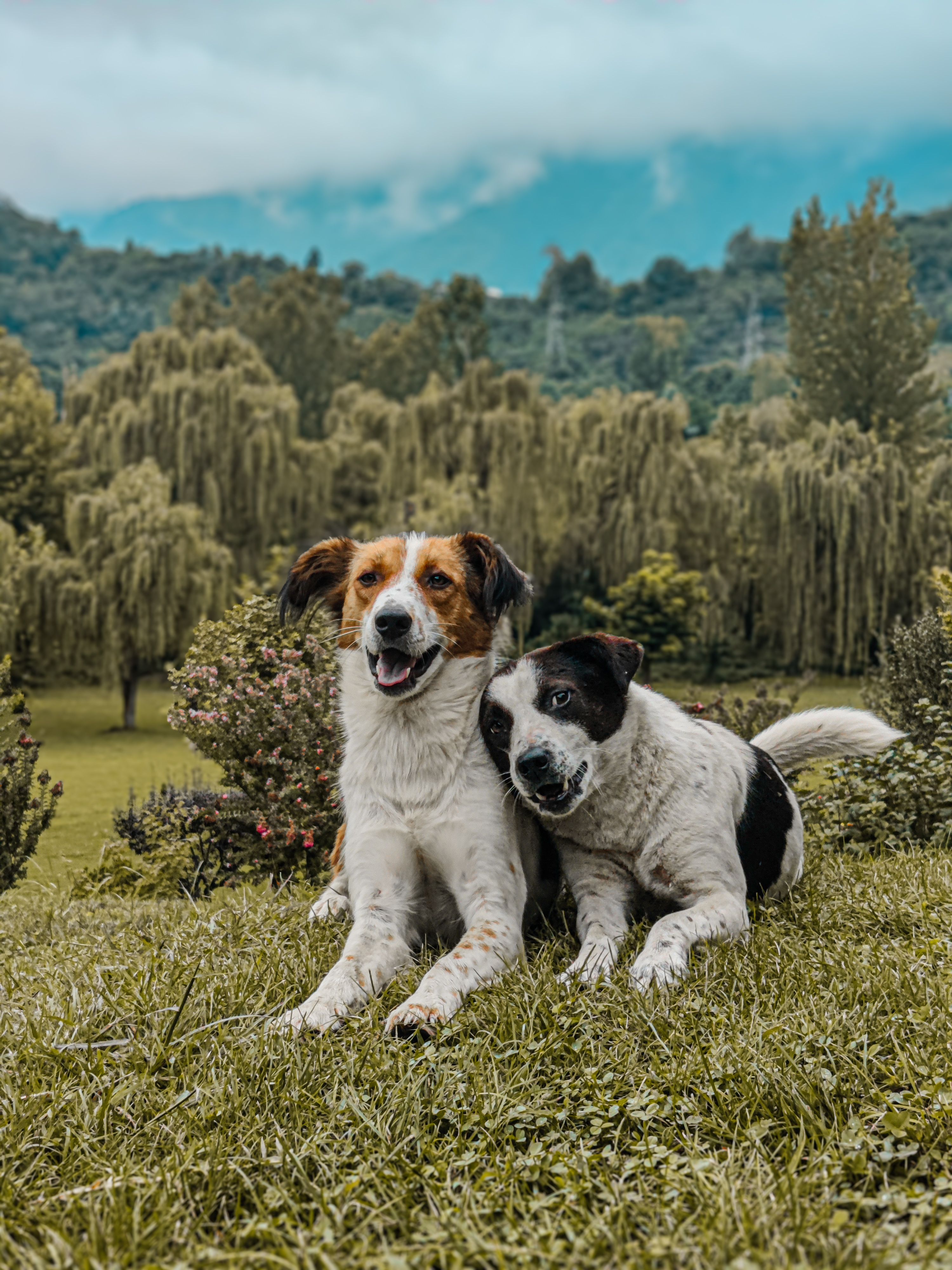 Deux chiens heureux allongés dans l'herbe en bonne santé