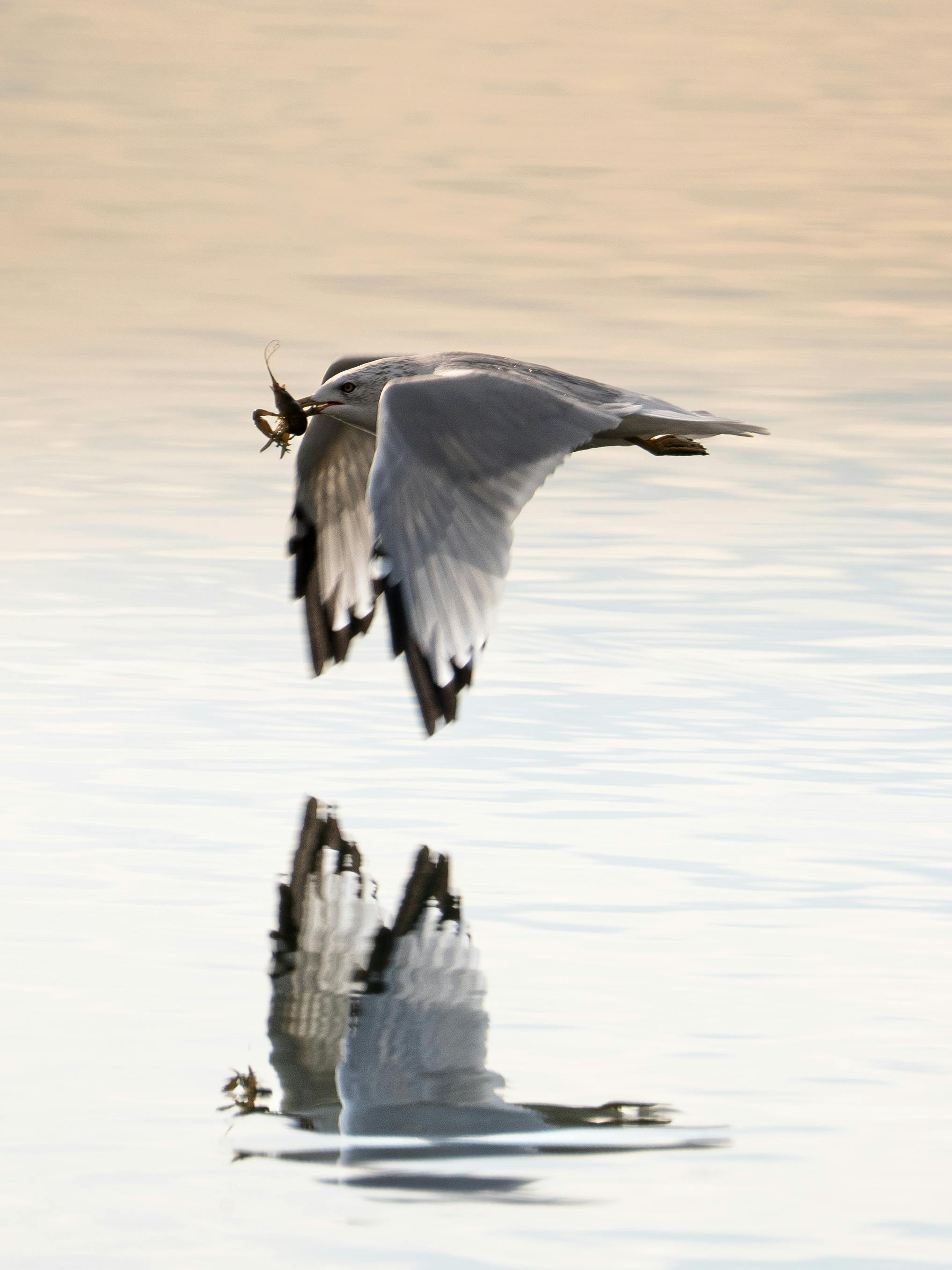 A seagull gracefully flying over water with its reflection visible, holding a catch.