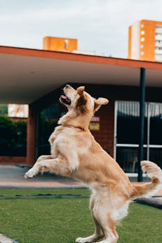 Golden Retriever joyfully playing in an urban environment, leaping on grassy area.