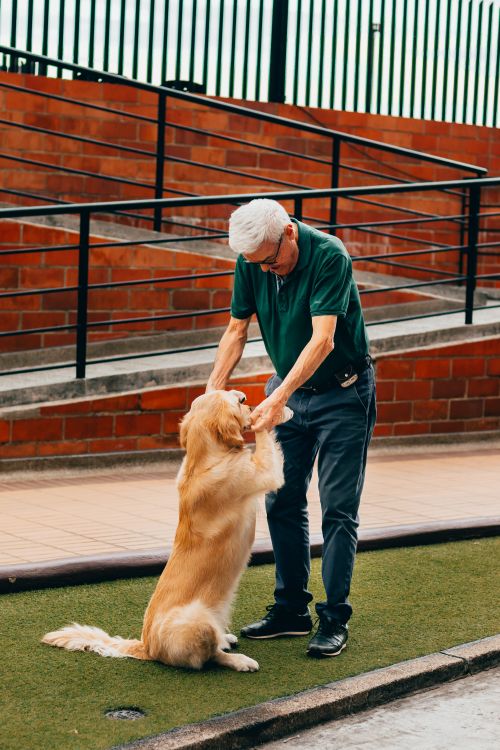 Yaşlı Köpeklere Yeni Komut Öğretmek