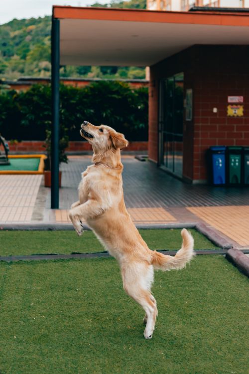 Golden Retriever Jumping Outdoors · Free Stock Photo