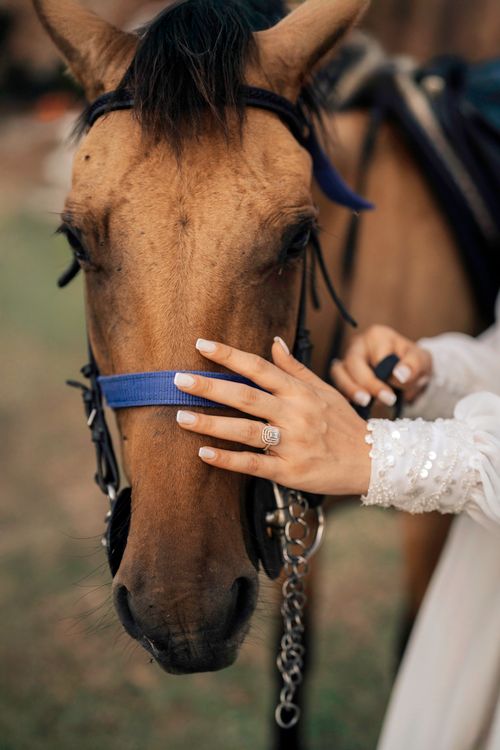Free Close-up of a woman's hand gently touching a horse's face, showcasing beauty and connection. Stock Photo