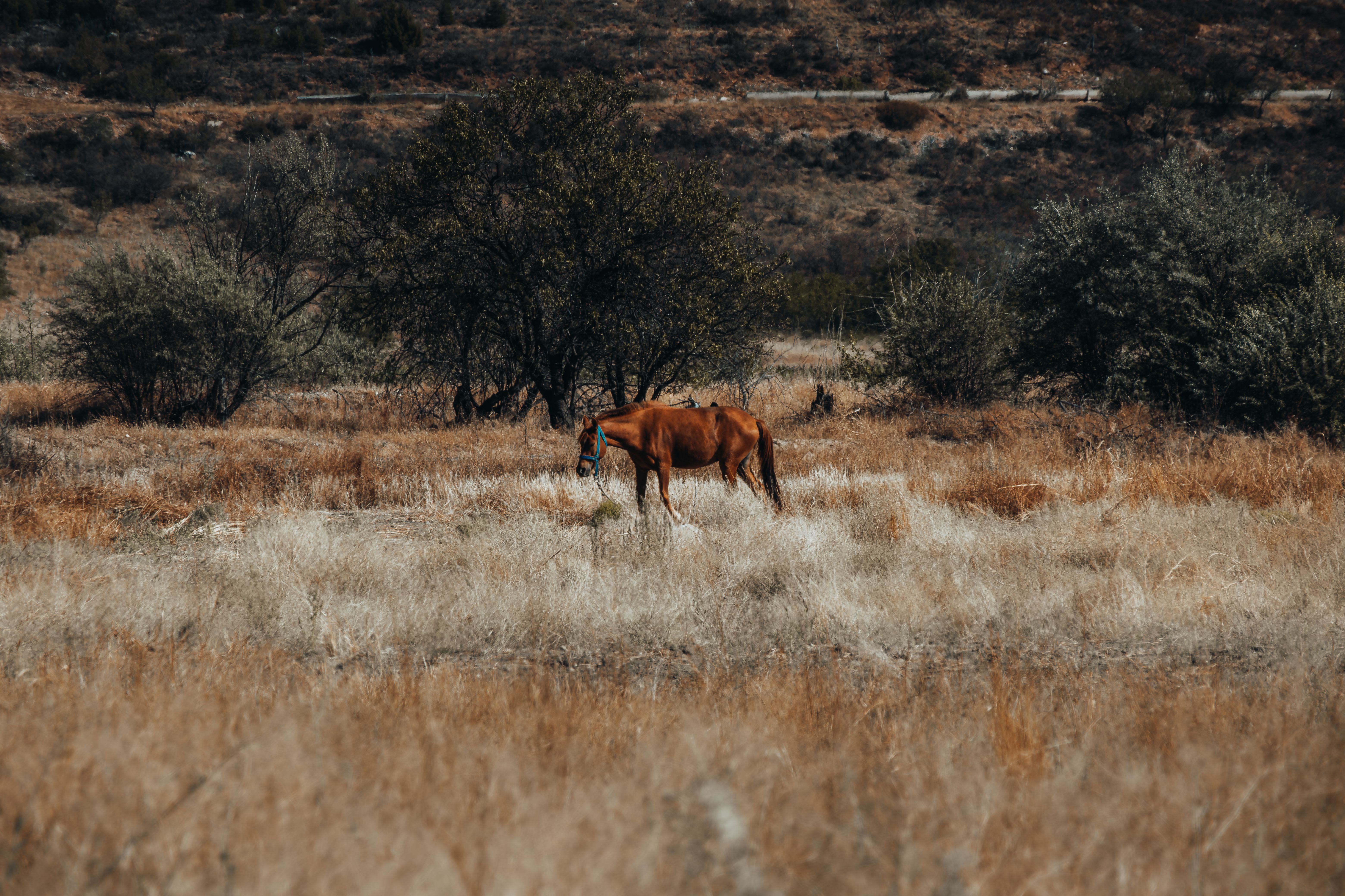 Veterinary care for a horse