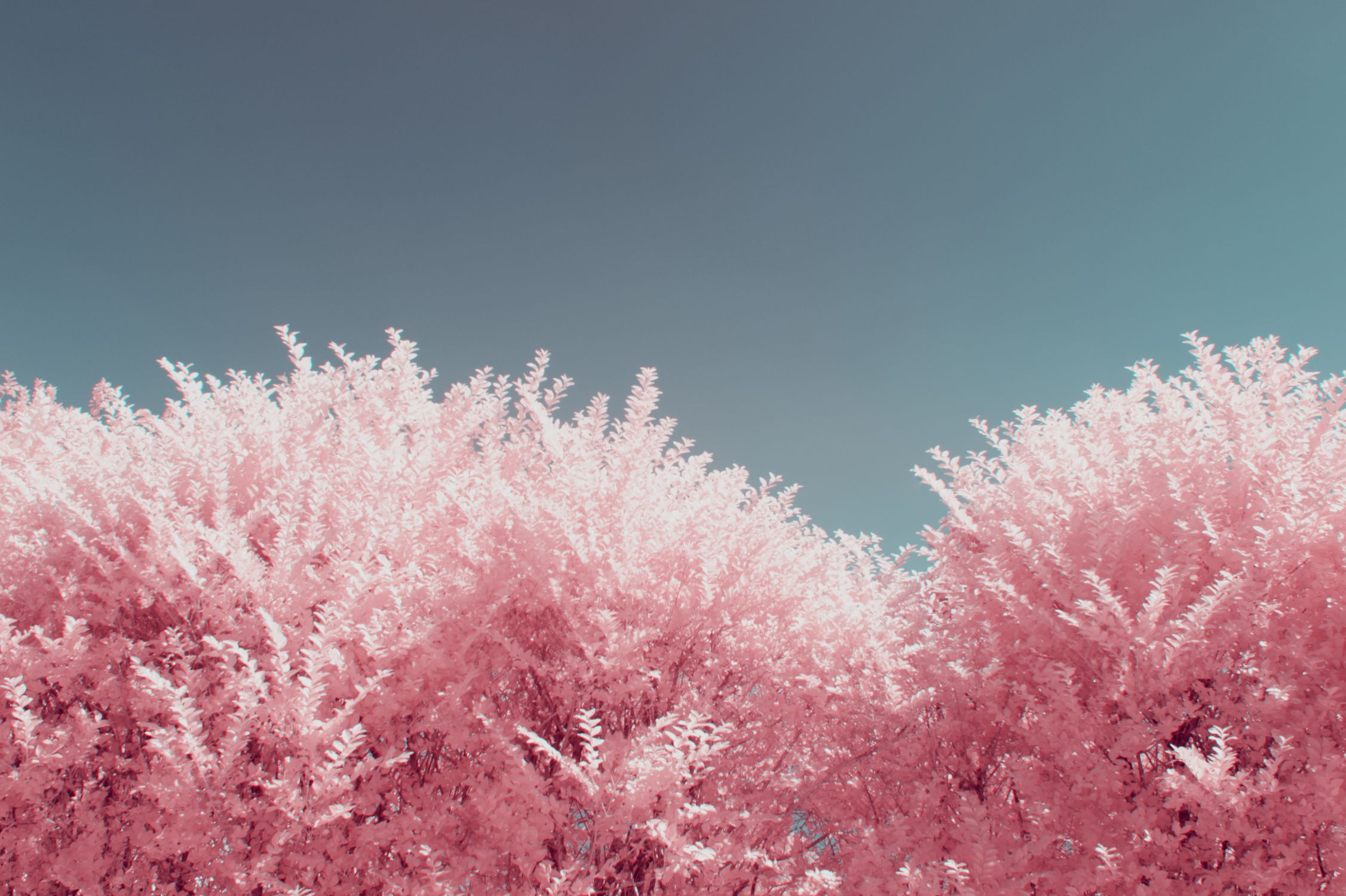 Surreal Infrared Pink Foliage Under Blue Sky · Free Stock Photo