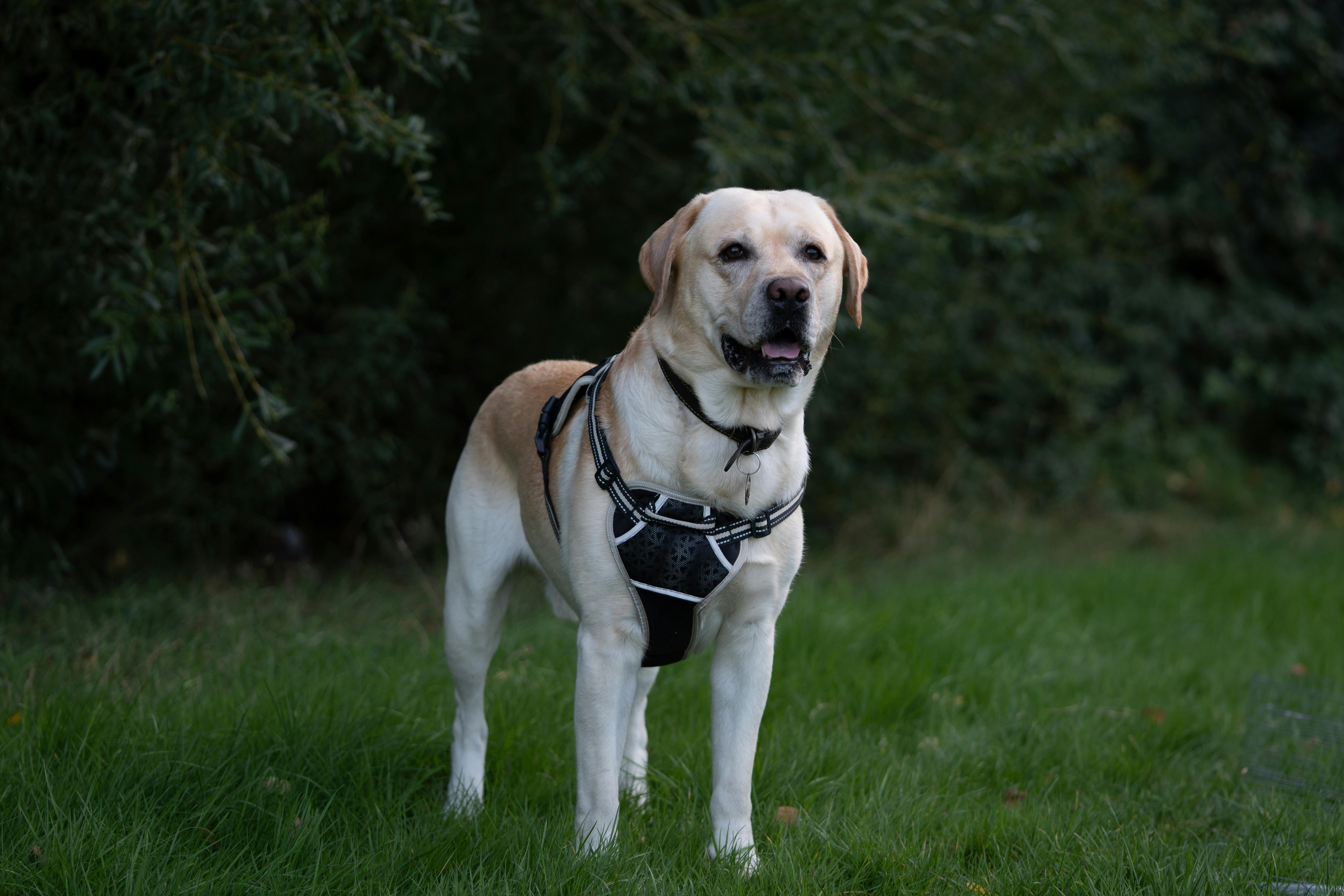 Providers of PRINCE2 Training