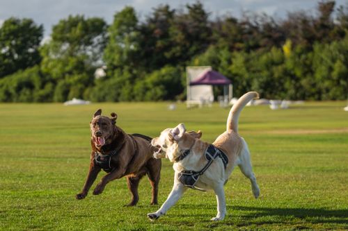 Sosyalleşme: Diğer Köpekler ve İnsanlarla