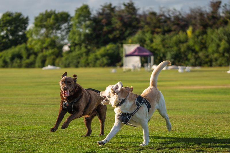 Dışarıda birlikte koşan iki köpek