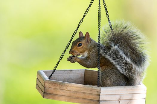 Squirrel