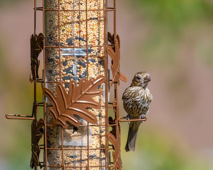 A house finch perches on an autumn-themed bird feeder in Canonsburg, Pennsylvania, outdoors in daylight.