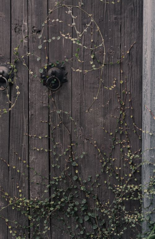 Free A wooden door adorned with intricate ivy, creating a rustic and natural texture. Stock Photo
