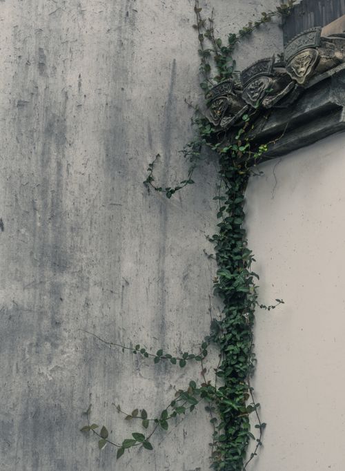 Free A vintage wall with ivy climbing towards ornate architectural details, creating a moody atmosphere. Stock Photo