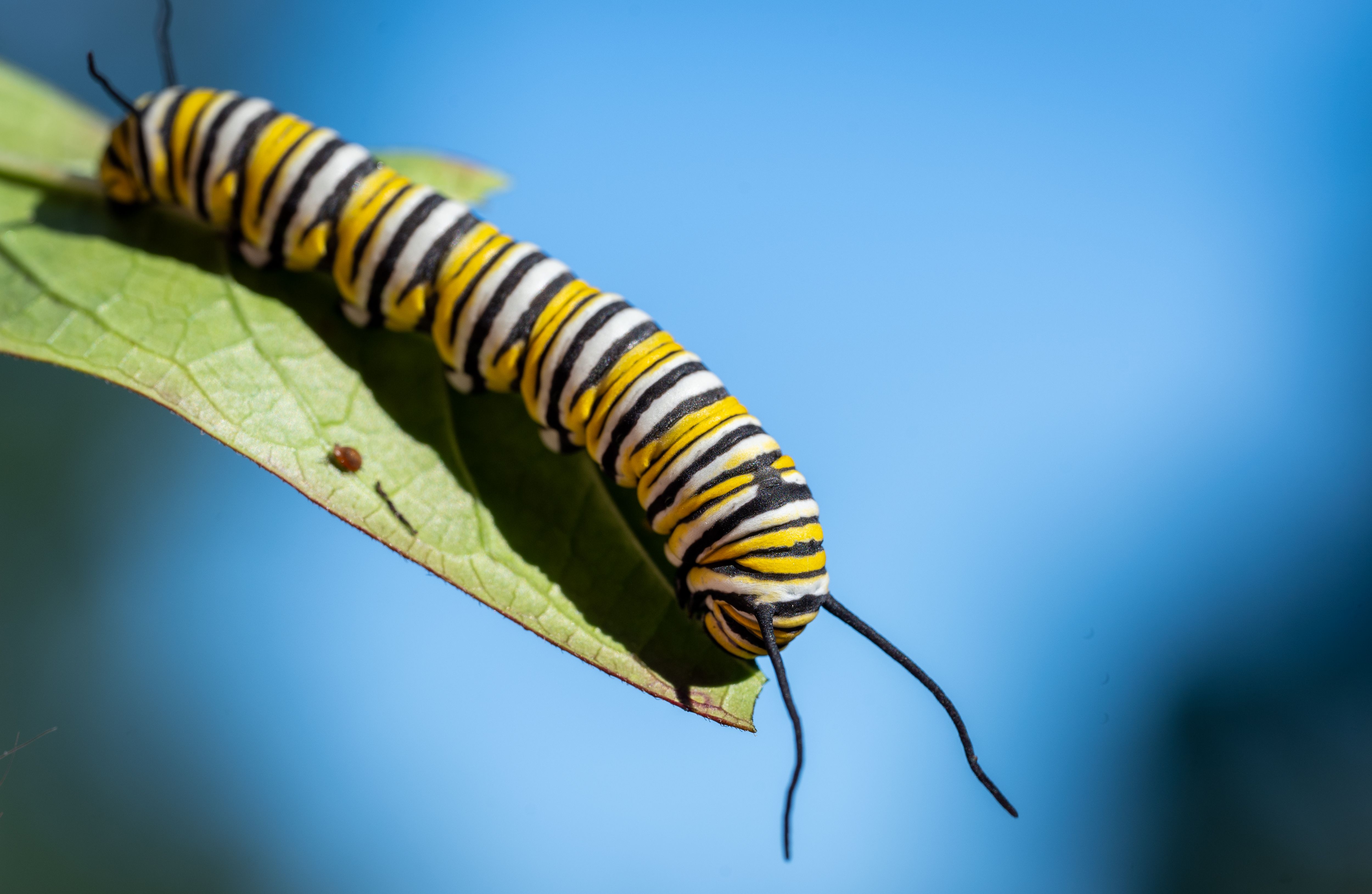 New World Screwworm | Animal and Plant Health Inspection Service — Photo by Chris F on Pexels