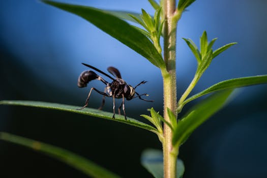 Ripresa macro di una vespa appollaiata su una foglia verde, illuminata dalla luce naturale del sole.