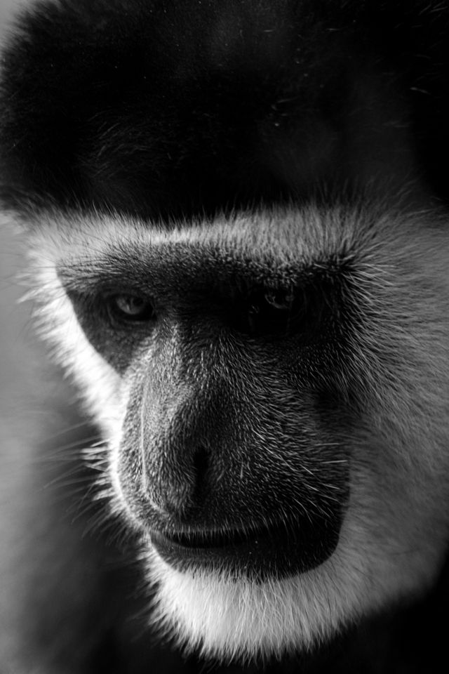 Colobus monkey in a Zanzibar forest