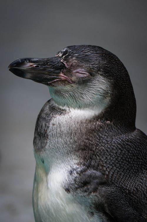 Free Detailed close-up portrait of a Humboldt Penguin with eyes closed, showcasing its texture and features. Stock Photo