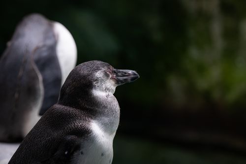 Free A serene image of Humboldt penguins relaxing in their natural habitat. Stock Photo