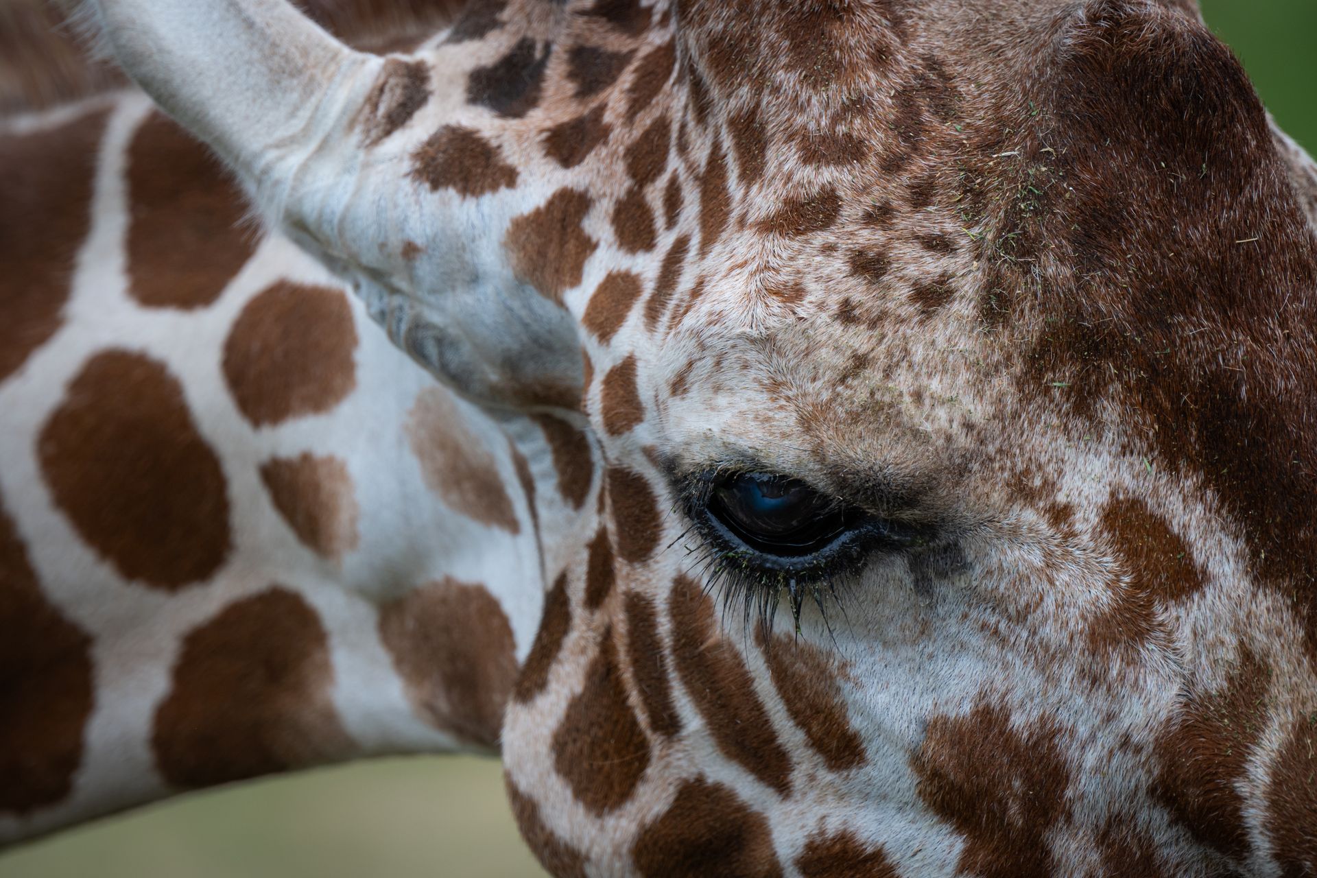Detailed close-up of a giraffe's eye and distinctive spotted fur pattern. Ideal for wildlife and nat