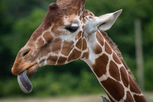 Free A close-up shot of a giraffe sticking its tongue out, set against a green, blurred natural background. Stock Photo