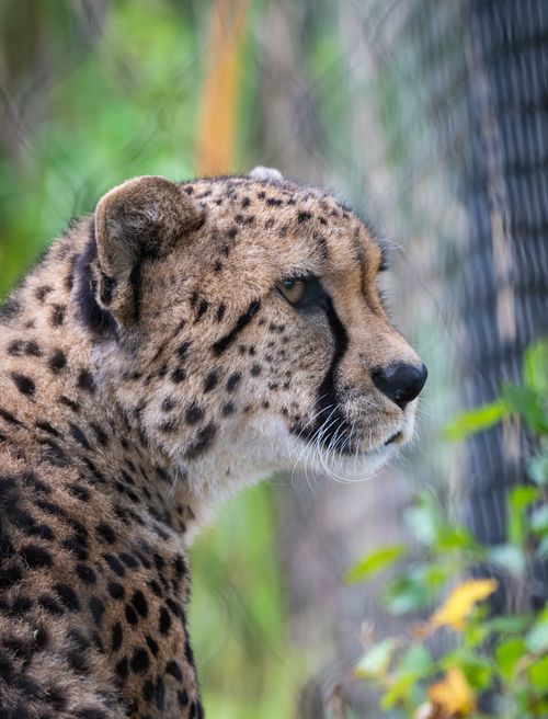 Free Close-up of a cheetah's profile with lush greenery in the background, showcasing its beauty. Stock Photo