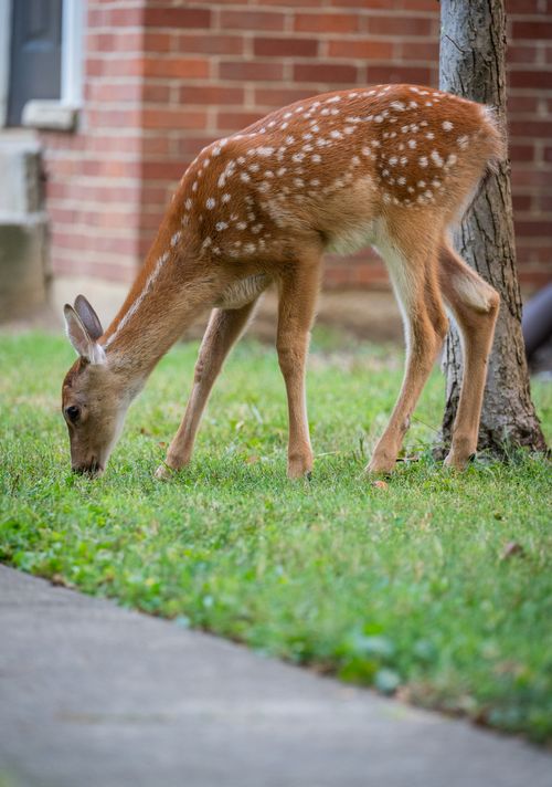 Free A young deer with spotted coat grazes peacefully on grass near a city building. Stock Photo