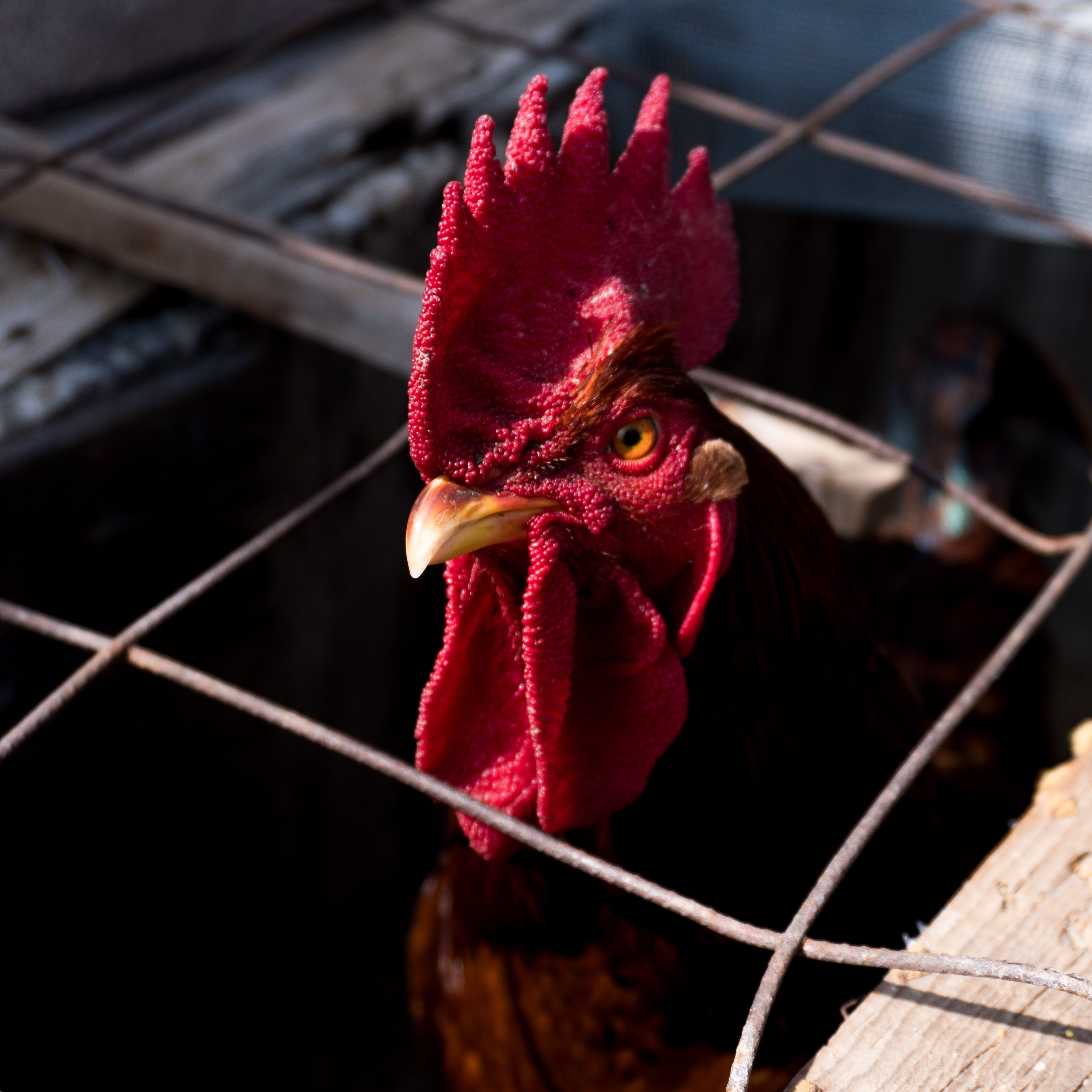 Detailed close-up of a rooster with a vibrant red comb in a wire cage, showcasing vivid colors.