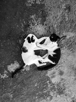 Black and white photo of two cats lying together, captured from above on a street.