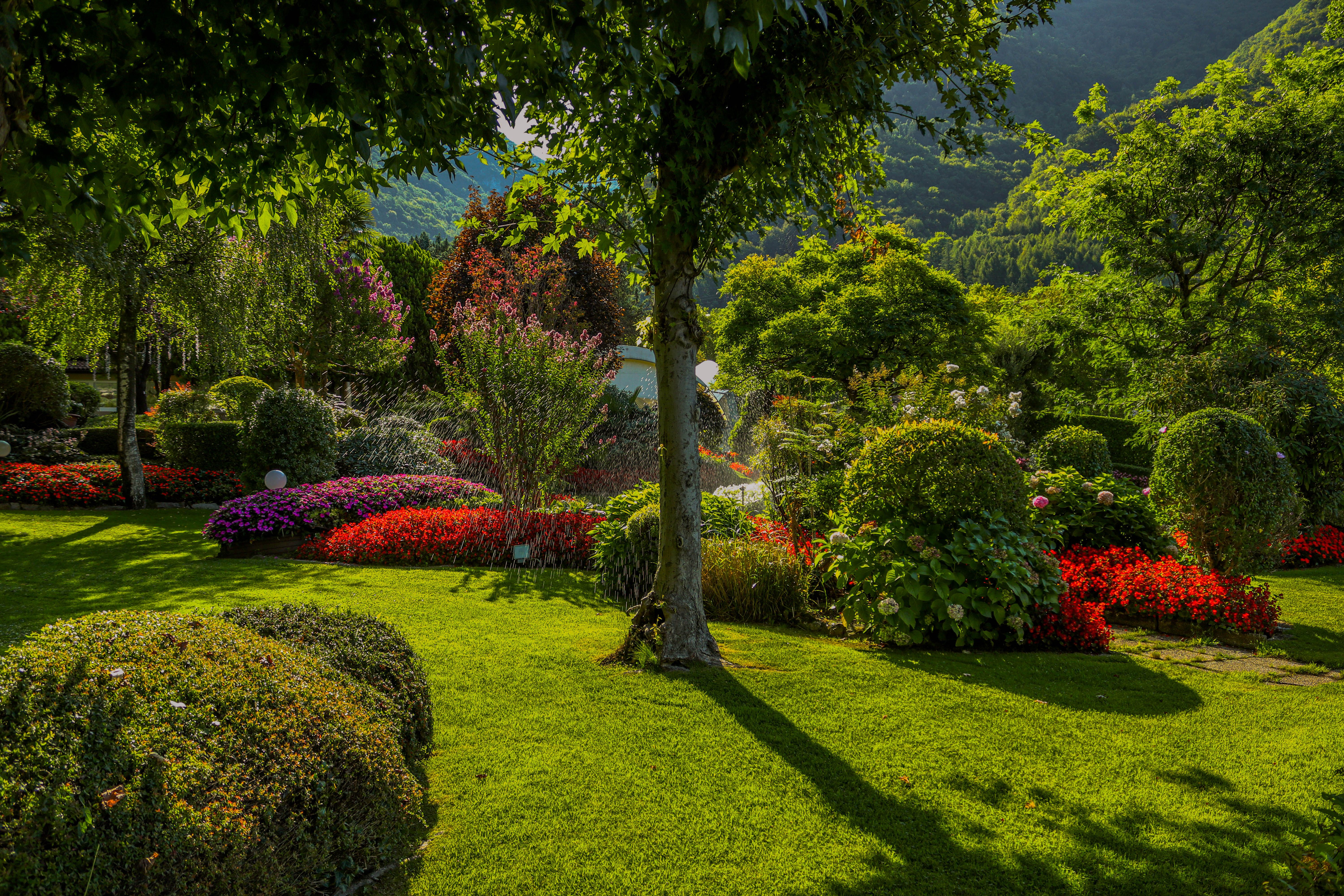 Trees, Shrubs and Lawn in a Garden · Free Stock Photo